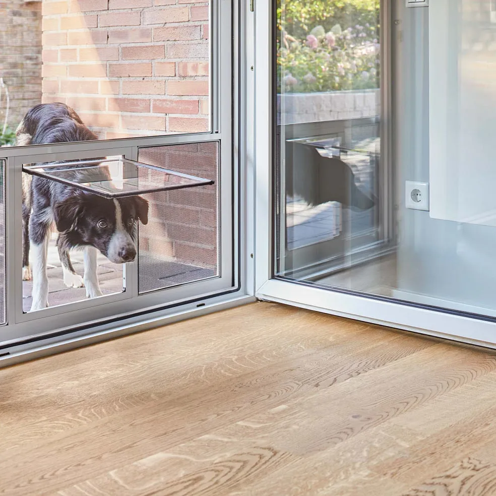 Hund schaut durch die Tierklappe eines Insektenschutzgitters an der Terrassentür
